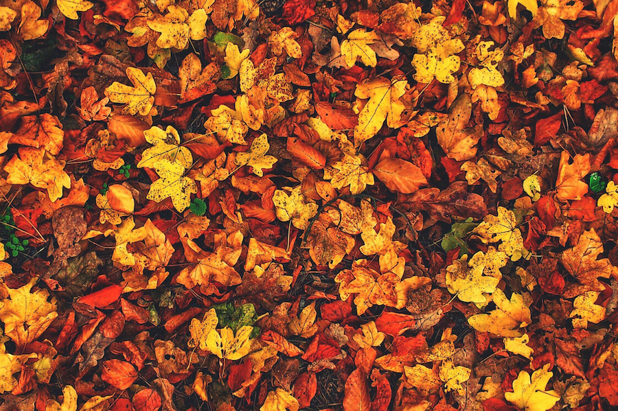 Color Combo of the Month | Chestnut & Sienna