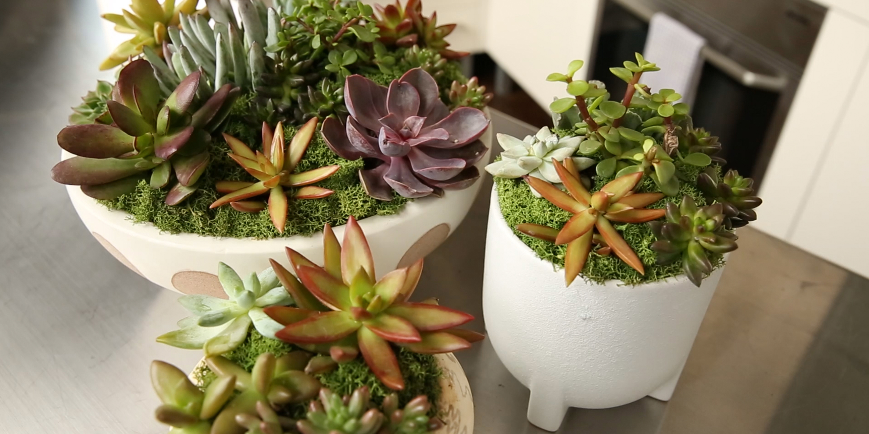 DIY: How To Make A Standout Succulent Arrangement